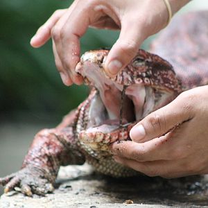 Handeling a Red teju.......