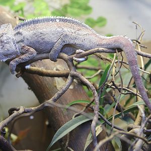 Oustalet?s Chameleon (Furcifer oustaleti)
