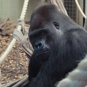 Silverback Gorilla, Kumbuka, 9 February 2014