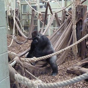 Silverback Gorilla, Kumbuka, 9 February 2014