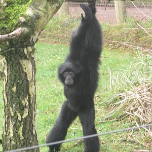 Siamang