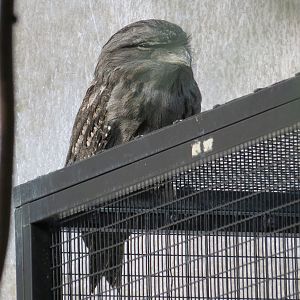 Tawny Frogmouth