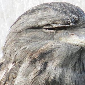 Tawny Frogmouth