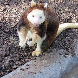 Matschie's Tree Kangaroo