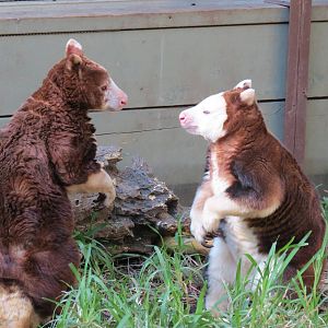 Matschie's Tree Kangaroo