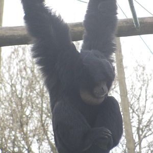Siamang