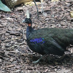 Congo Peacock (Afropavo congensis) male