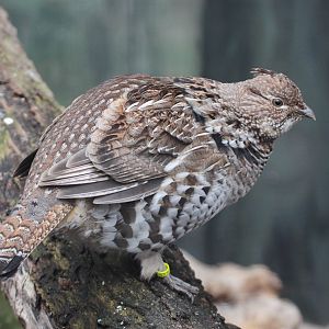 Ruffed Grouse (Bonasa umbellus)