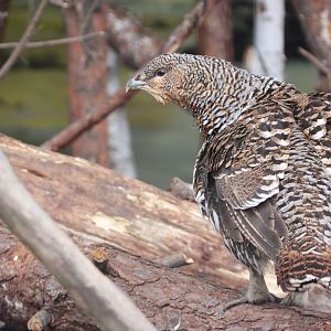 Capercaillie (Tetrao urogallus) female