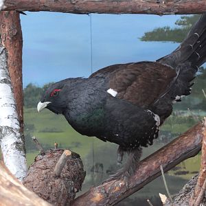 Capercaillie (Tetrao urogallus) male