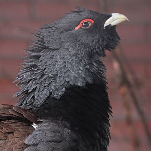 Capercaillie (Tetrao urogallus) male