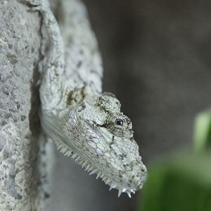 Western Bearded Anole (Chamaeleolis barbatus)