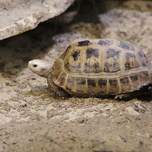 Elongated Tortoise (Indotestudo elongata)