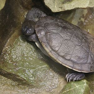 Roti Island Snake-necked Turtle (Chelodina mccordi)