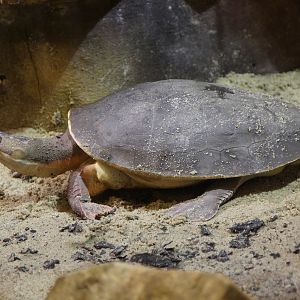 New Guinea Snapping Turtle (Elseya branderhorstii)