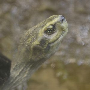 Yellow-headed Temple Turtle (Heosemys annandalii)