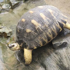 Radiated Tortoise (Astrochelys radiata)