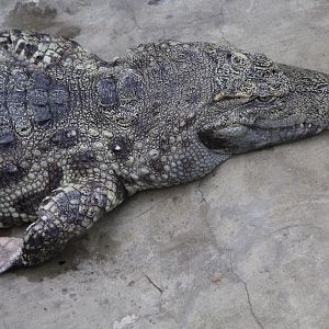 Siamese Crocodile (Crocodylus siamensis)