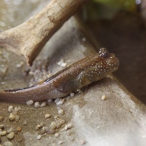 Atlantic Mudskipper (Periophthalmus barbarus)