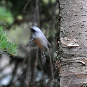 Black-capped Chickadee (wild) ablur