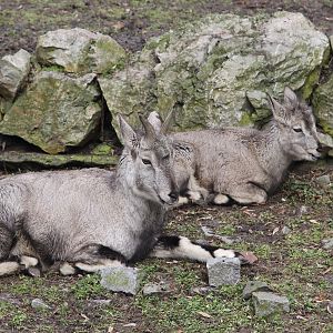 Chinese Bharals (Pseudois nayaur szechuanensis)