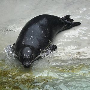 Pacific Harbor Seal