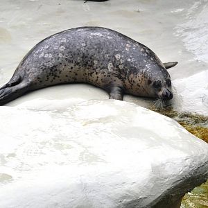 Pacific Harbor Seal