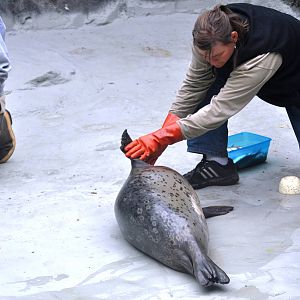 Pacific Harbor Seal Health Check