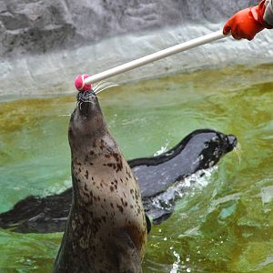 Pacific Harbor Seal Health Check