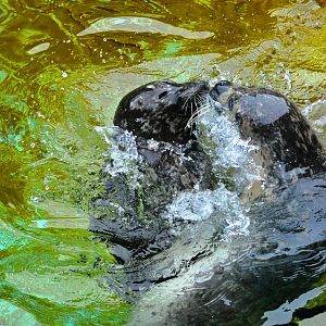 Pacific Harbor Seals