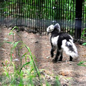 Arctic Fox mid-phase