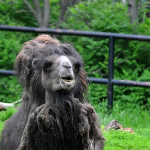 Bactrian Camel