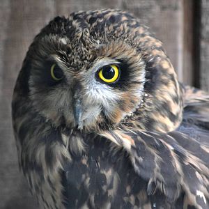 Short-eared Owl