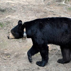 American Black Bear testing a tracking collar for ADFG