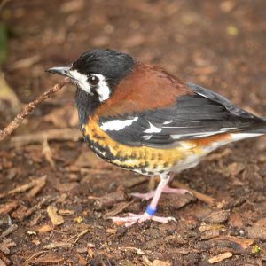 Chesnut backed thrush