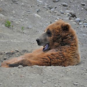 Brown Bear