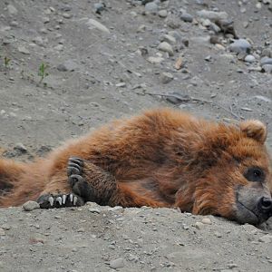 Brown Bear