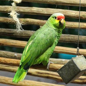 Red-lored amazone