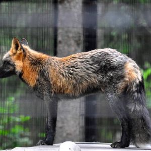 Cross Fox (Red Fox)