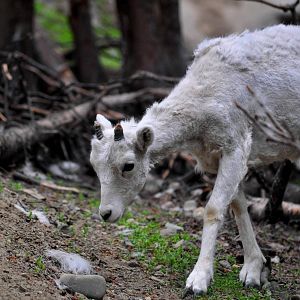 Dall Sheep