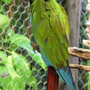 Mexican military macaw