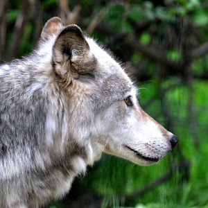 Grey Wolf