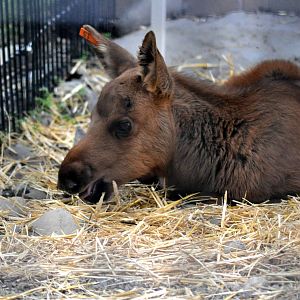 Orphaned Moose Calf