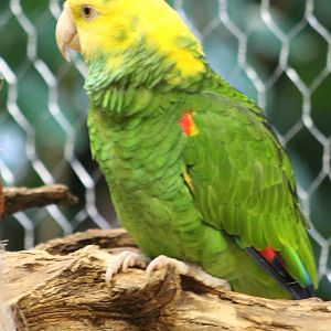 Yellow-headed amazone