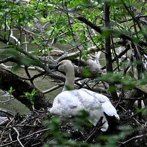 Trumpeter Swan atop nest