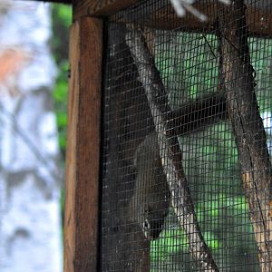 American Red Squirrel Exhibit