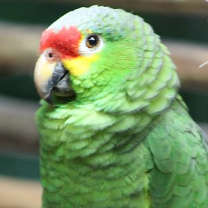 Red-lored amazone