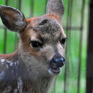 Sitka Black-tailed Deer Fawn