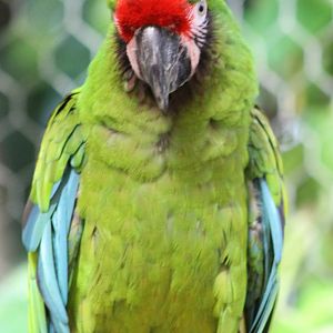 Mexican military macaw