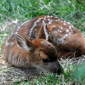 Sitka Black-tailed Deer Fawn